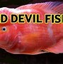 Harga Ikan Red Devil 5 Jari